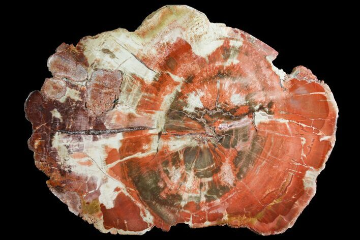 Polished Petrified Wood (Araucaria) Round - Arizona #141391